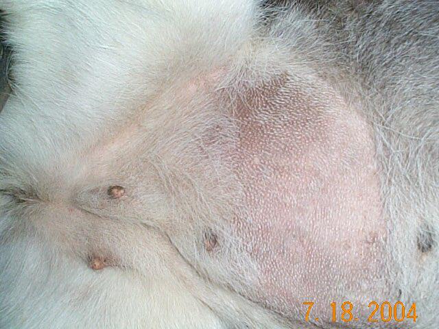Feathers bruised stomach 1.jpg